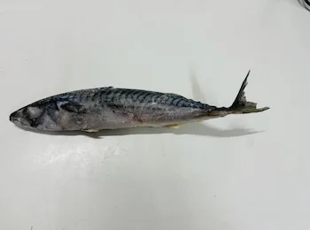 Mackerel Karton