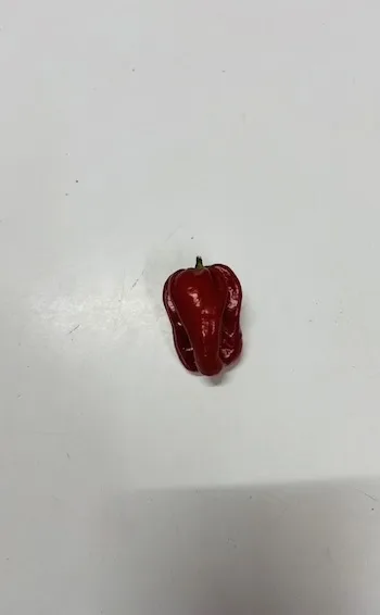 Habanero/ Pilipili / Pepper  Red