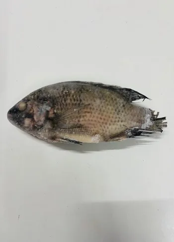 Black Tilapia 500-700g Karton