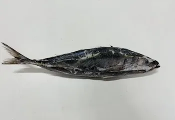 Horse Mackerel / Tomson Karton