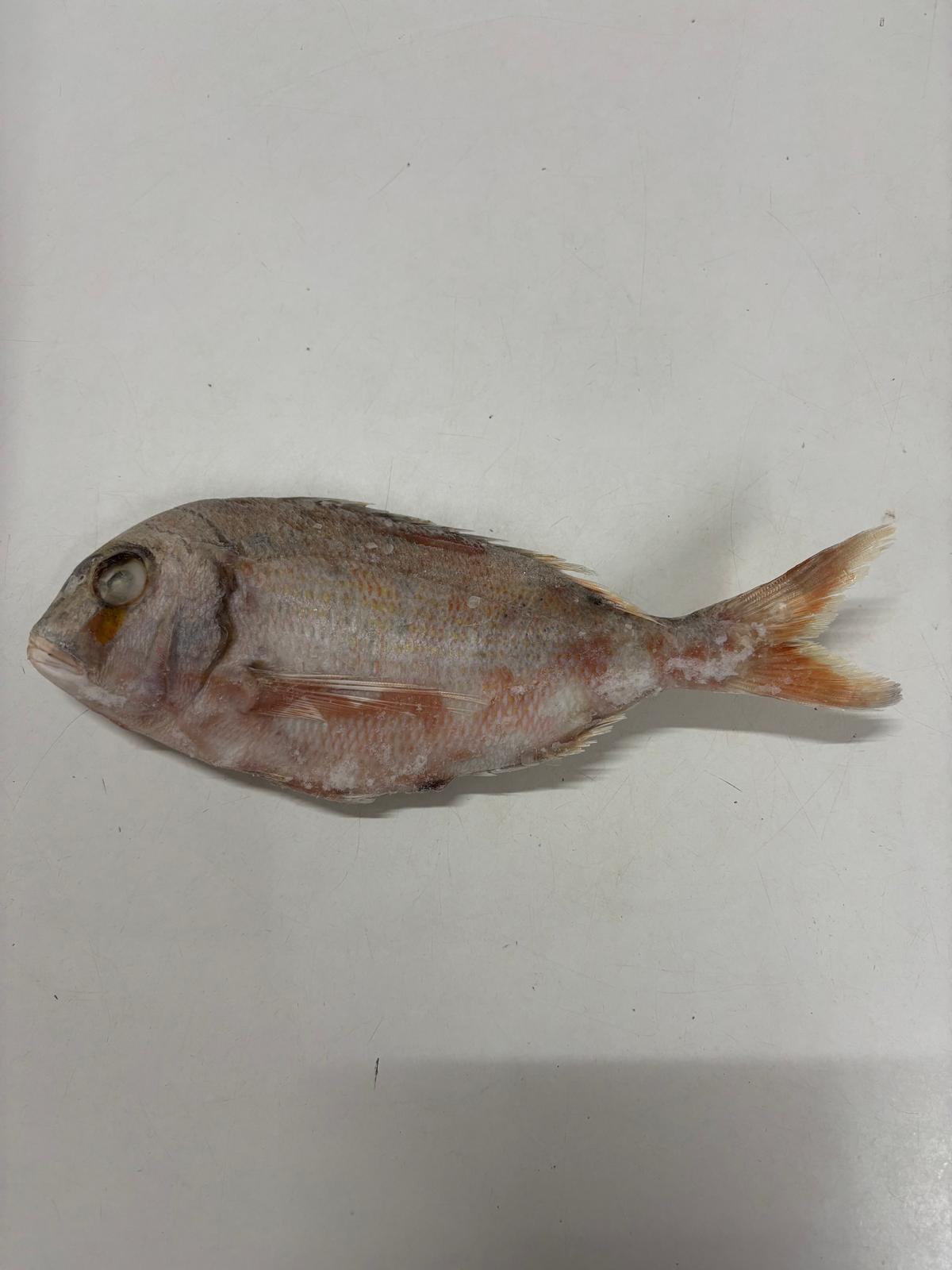 Red Fish sauber Karton